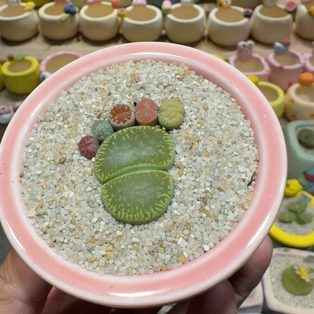 蘑菇1180彩拼脚丫多肉植物
