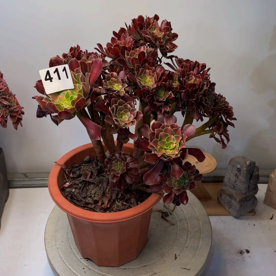 多肉植物花纳锦缀411