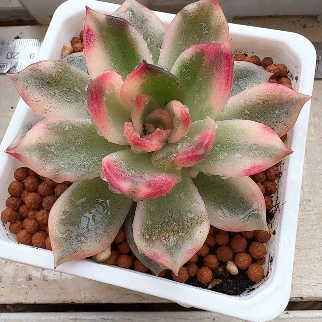 火焰玫瑰锦多肉植物