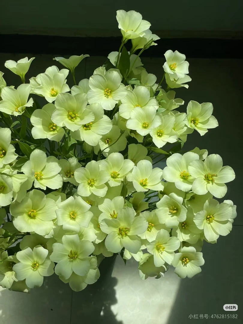 【花汀私享】 茉莉蜜茶-稀有洋桔梗（800g~以直播间展示为主）