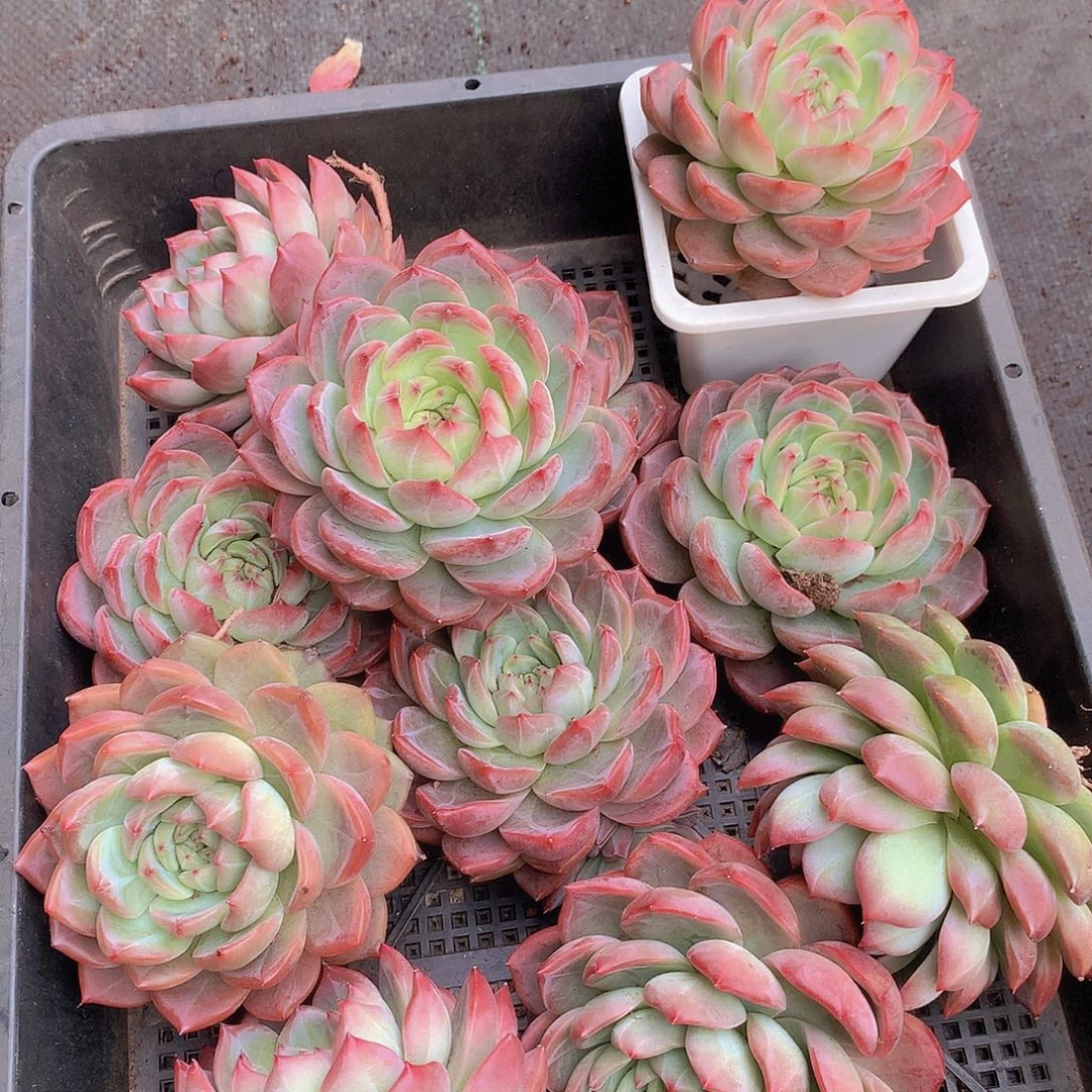 中号红鸾34567889990000