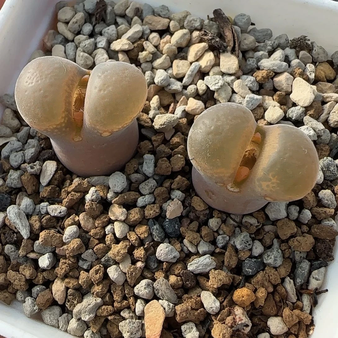 多肉植物母本优惠167号