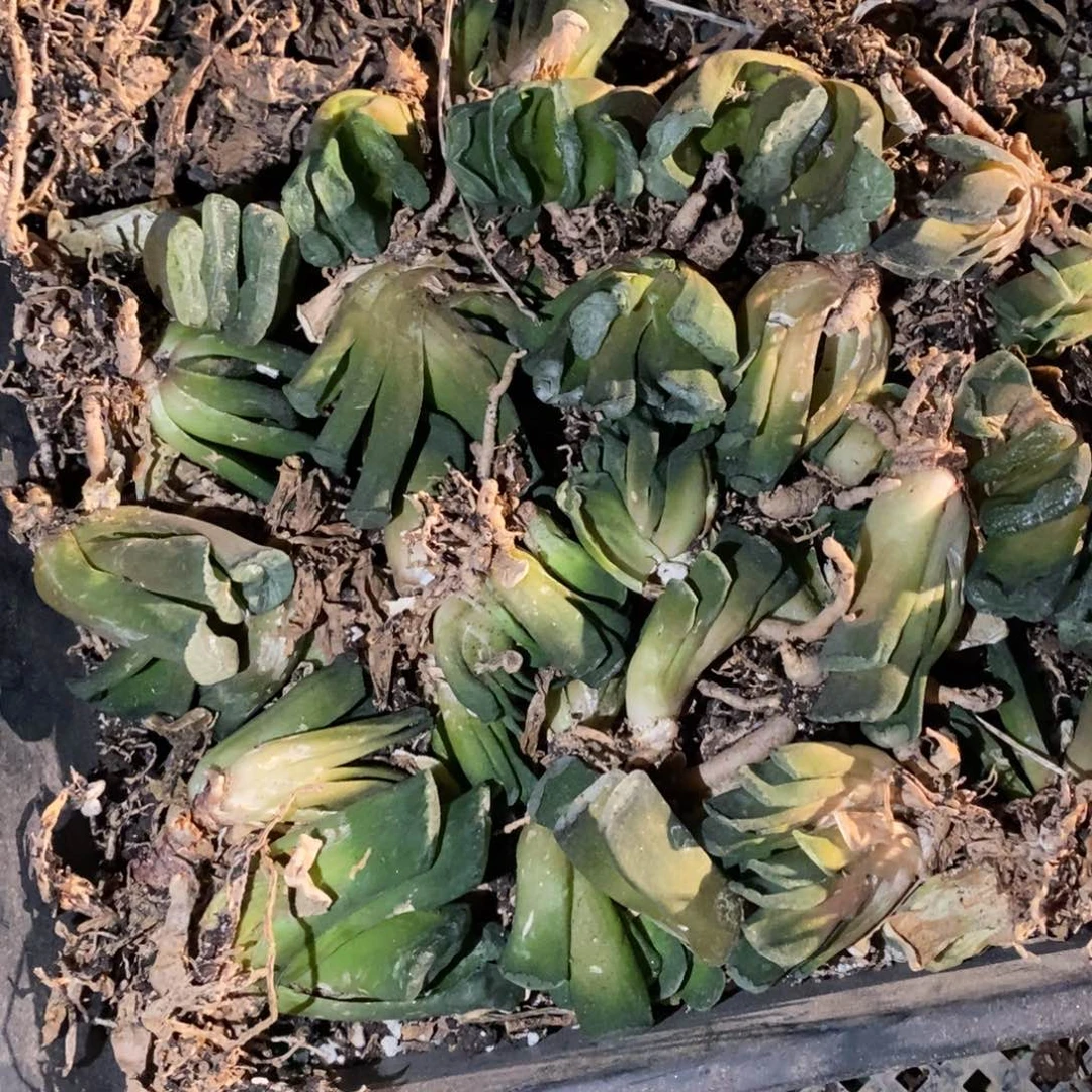 2811 一颗玉扇 超级福利