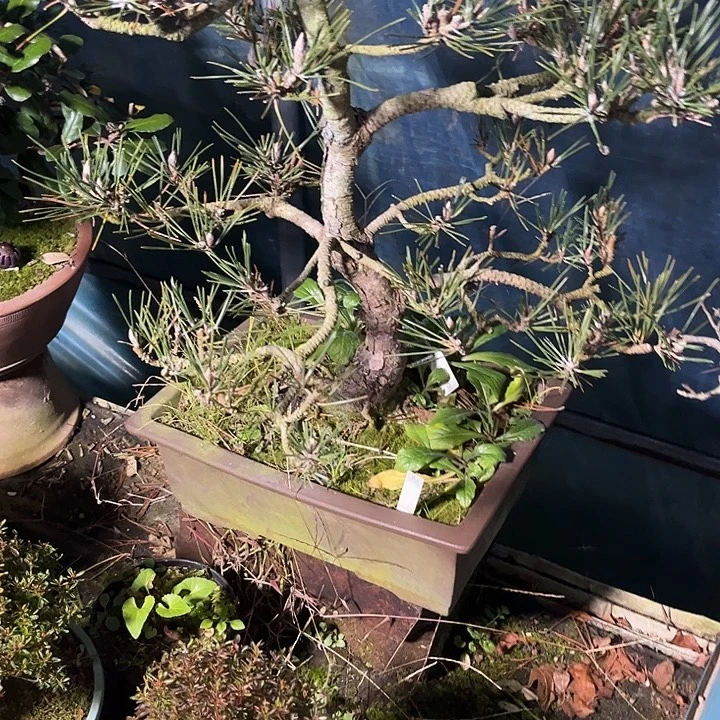 *****无花朵寿松2369888458