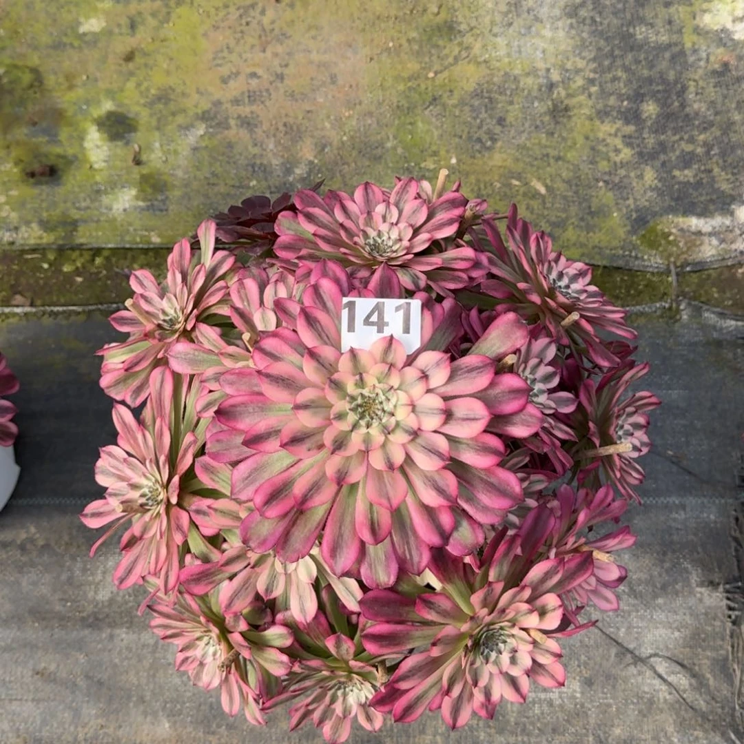 花**园141！辉煌法师多肉植物