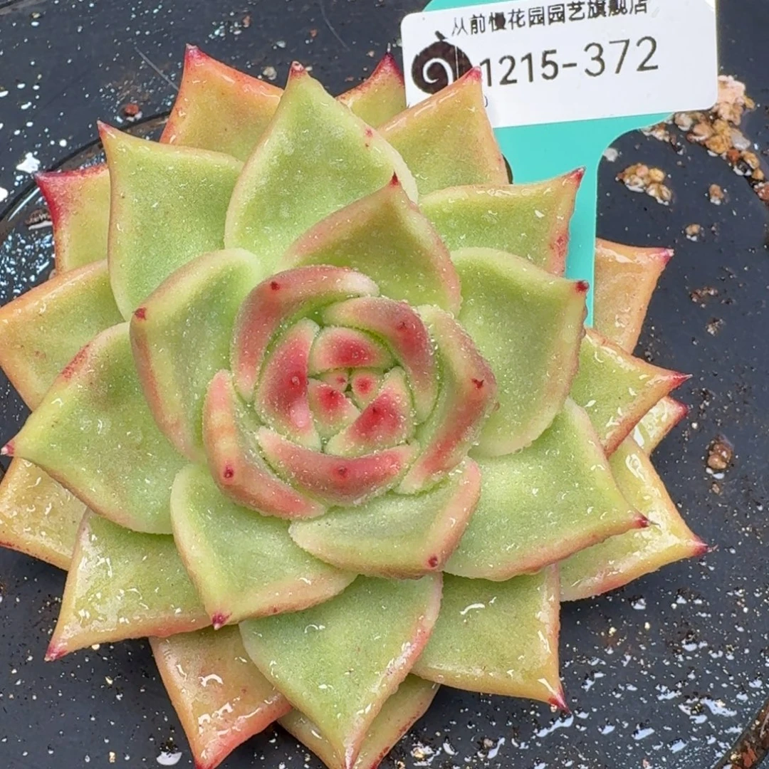 从前慢多肉精选编号1215.372