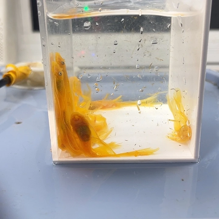 清道夫鱼大号帆10条