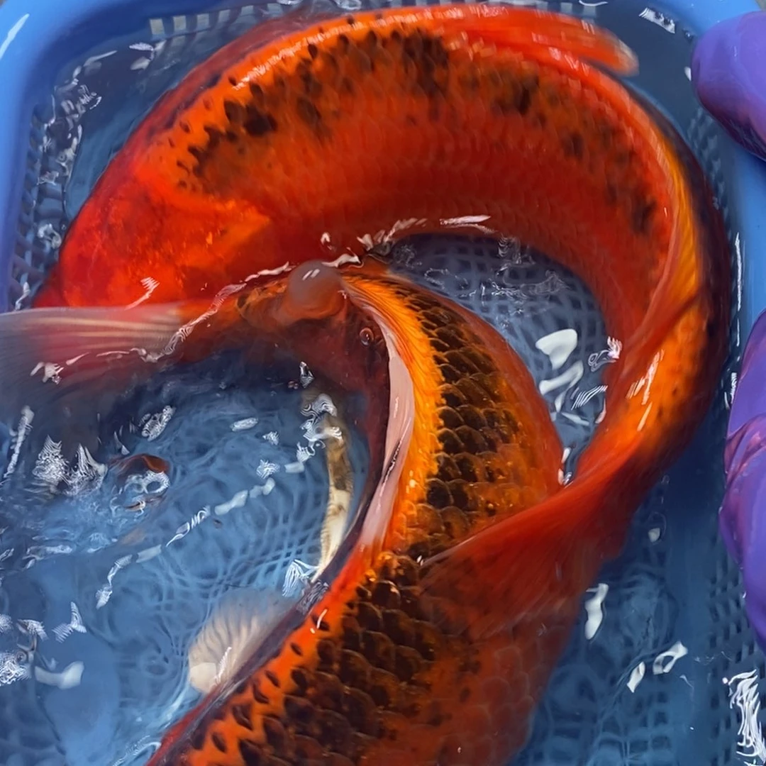 锦鲤冷水锦鲤包邮