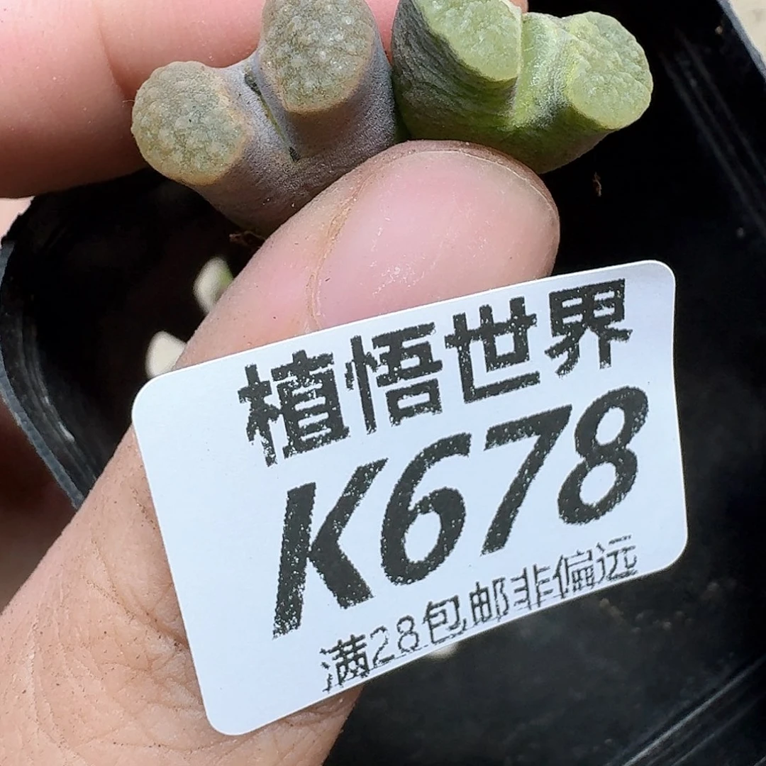 多肉植物的润泽动作
