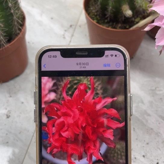 彩草红卷卷5公分左右带根