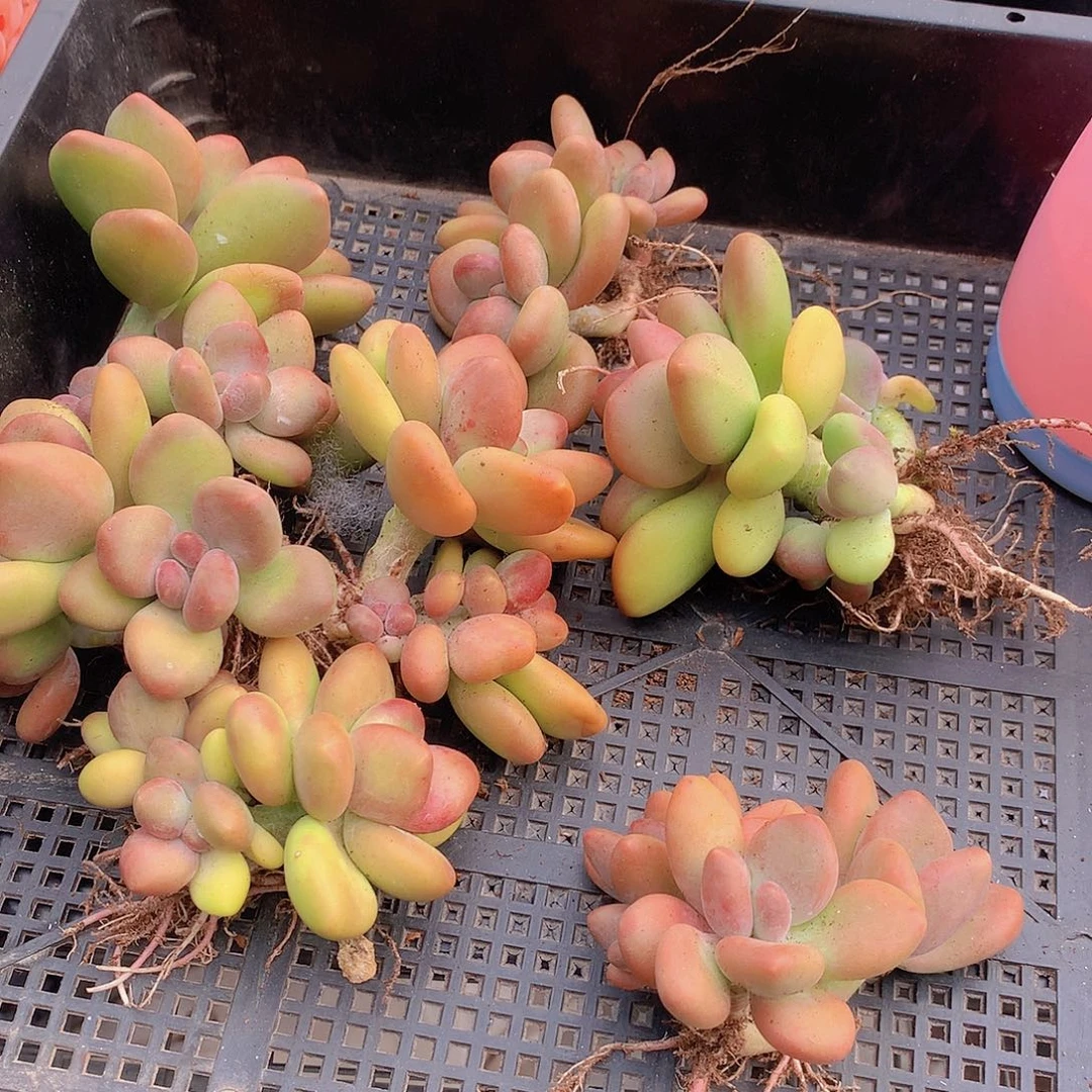 双头芒果奶44567788999099