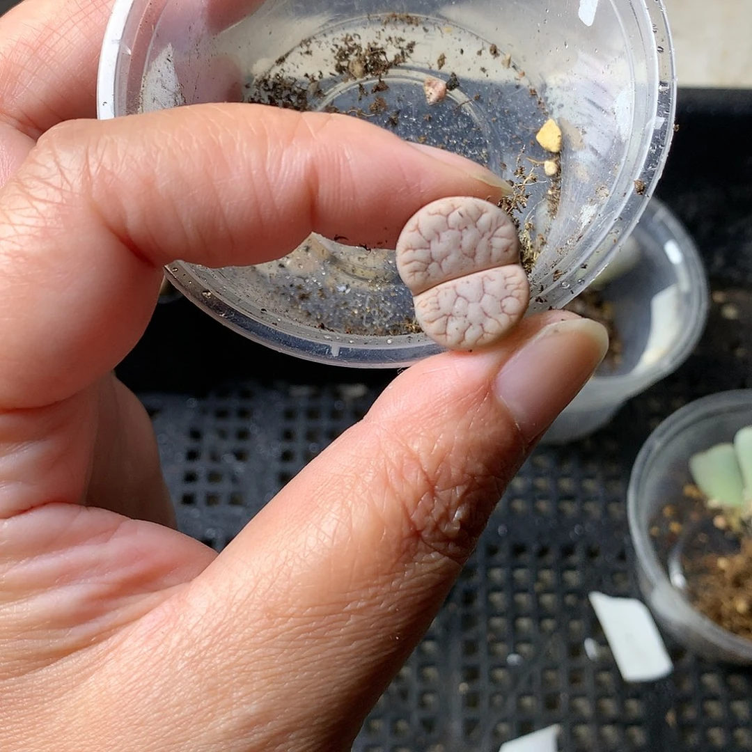 B68多肉植物保护