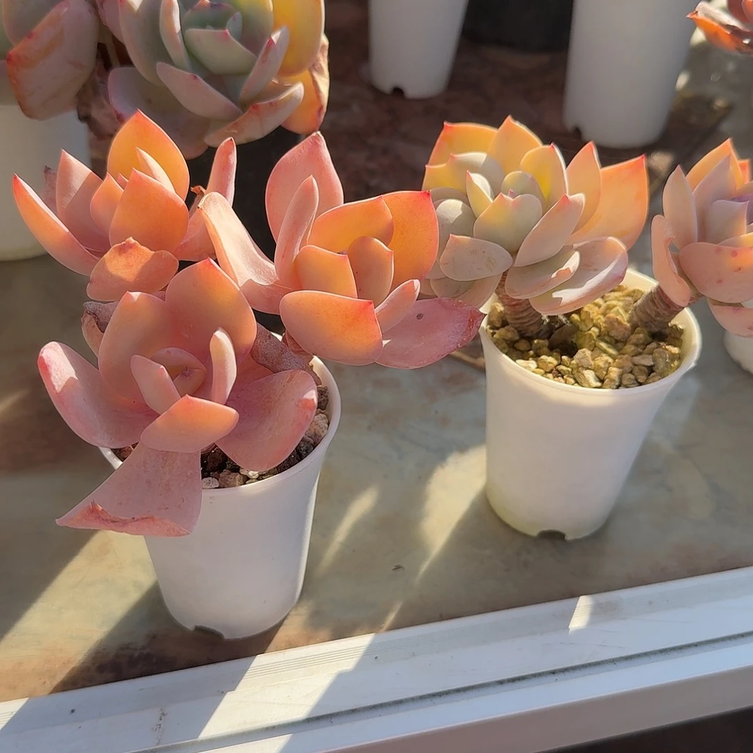 小***妹白凤多肉植物一颗