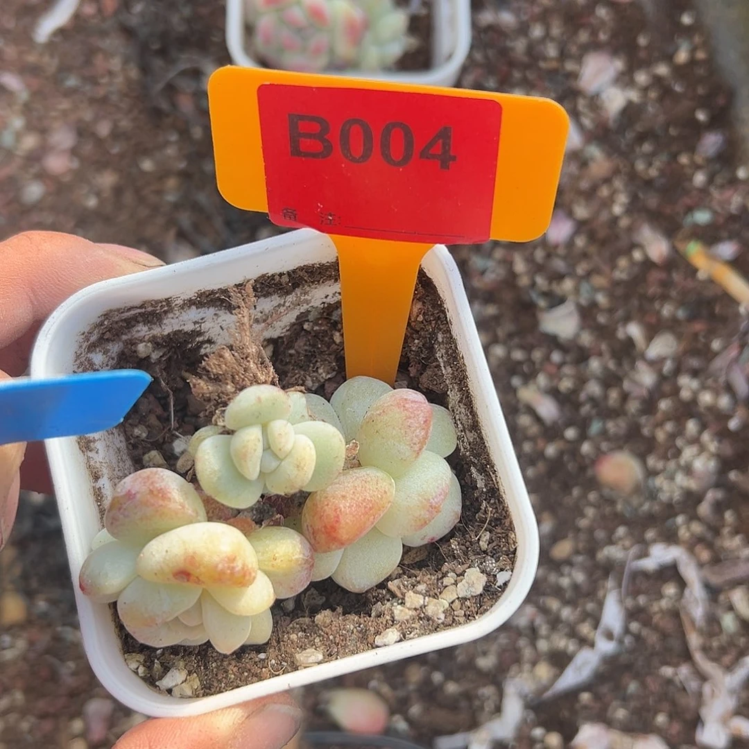 L***L多肉植物一物一拍