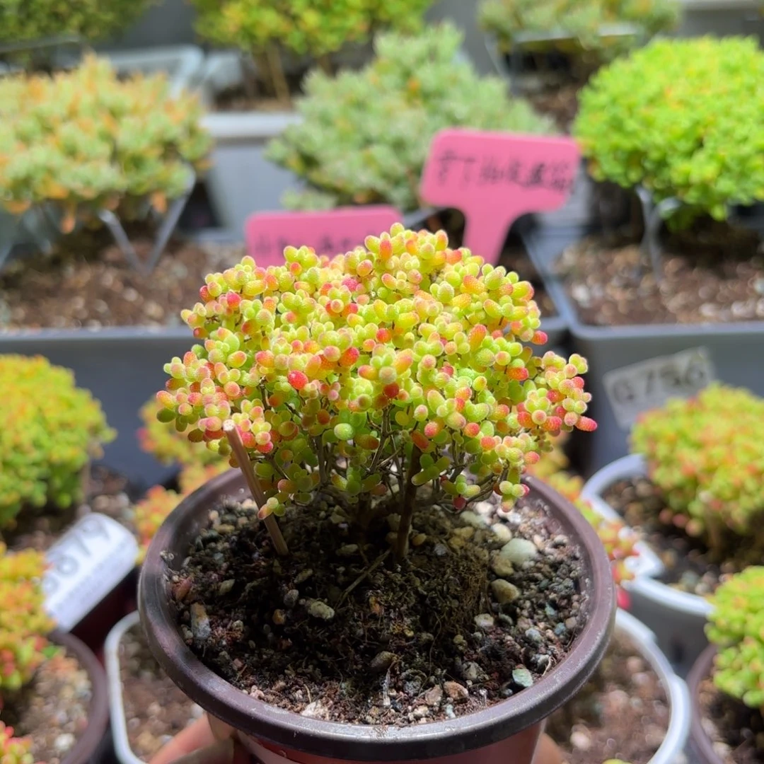 枝干番杏密橘糖球G914