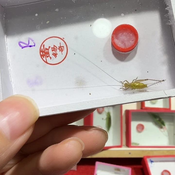 蟋蟀黄总特B一条包邮