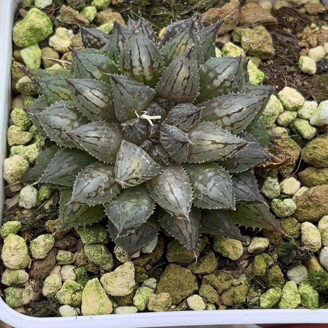 22灯芯岩兰玉露十二卷多肉