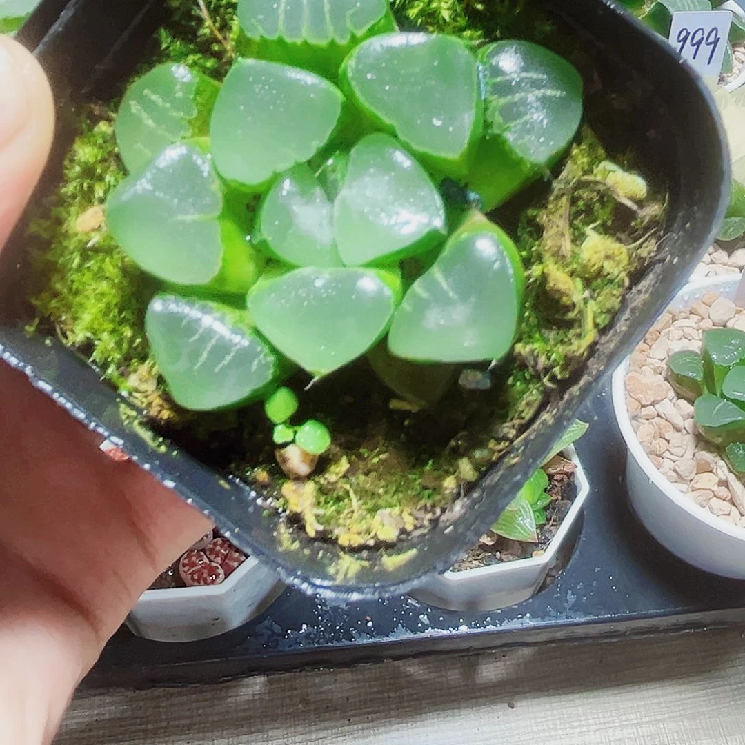 姬翠寿多肉植物6666