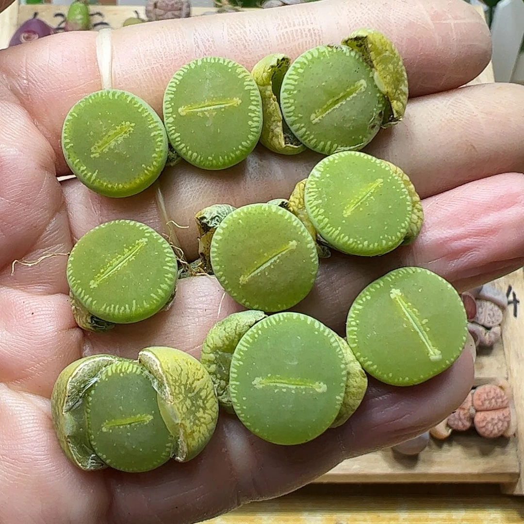 优选绿光阳一手…………………………