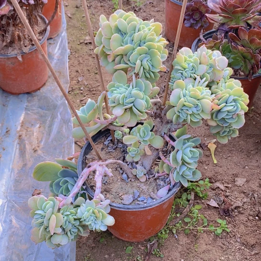 660 号一物一拍多肉植物