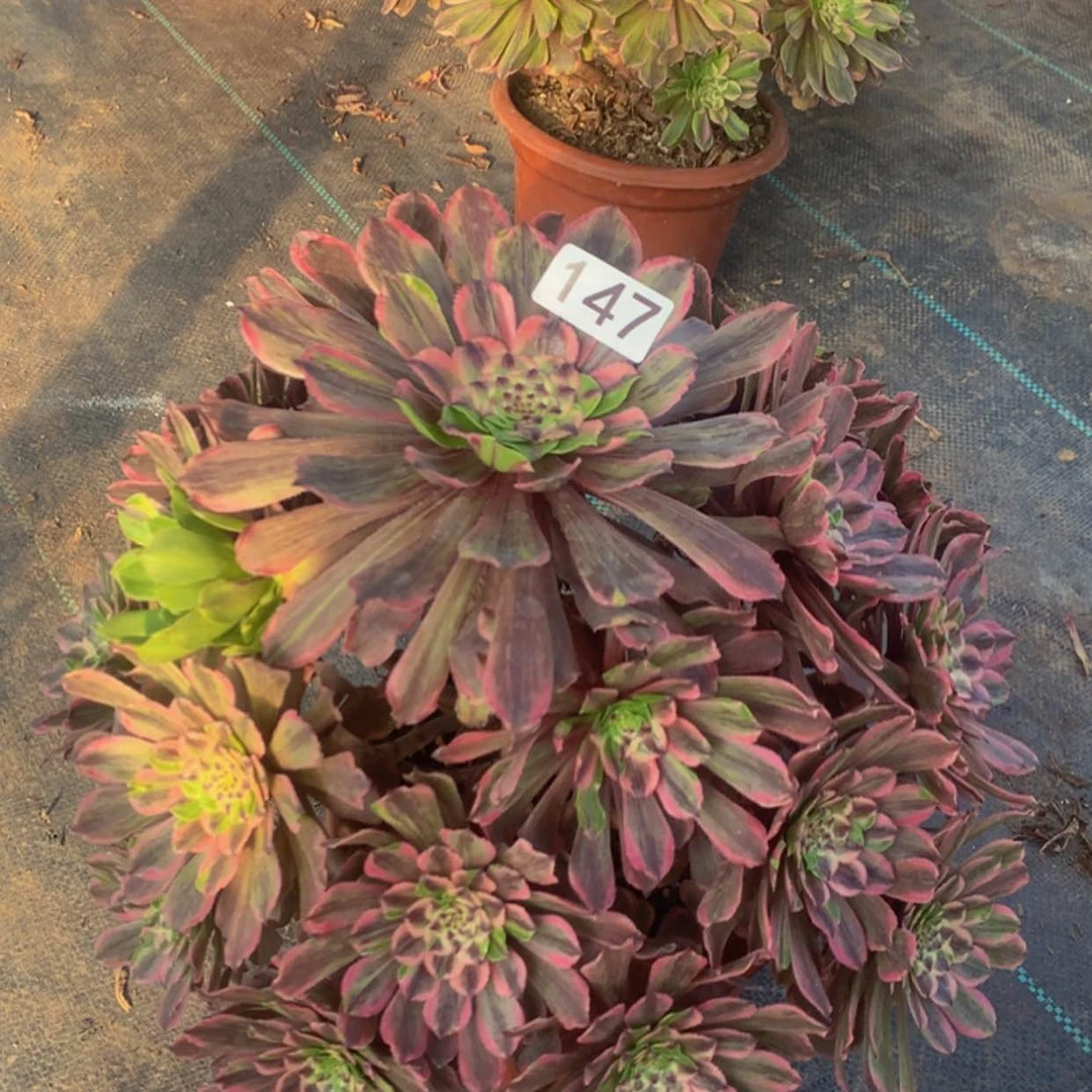 【闪购商品】147粉黛