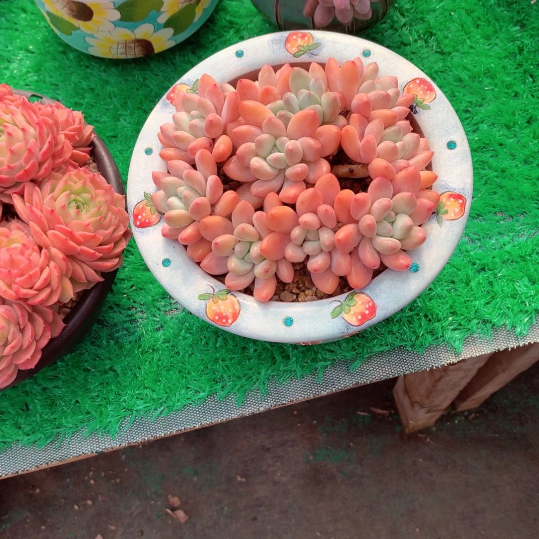 隐*人一物一拍一物一拍