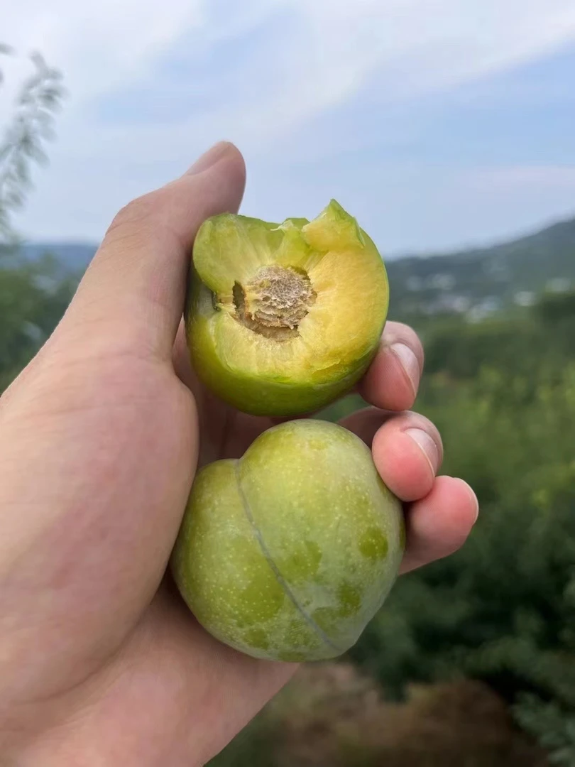 重庆开州产地直发新鲜应季脱骨青脆李子（圆通包邮）