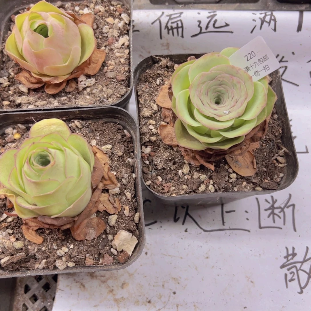 220 侧牙掉了不包损无售后