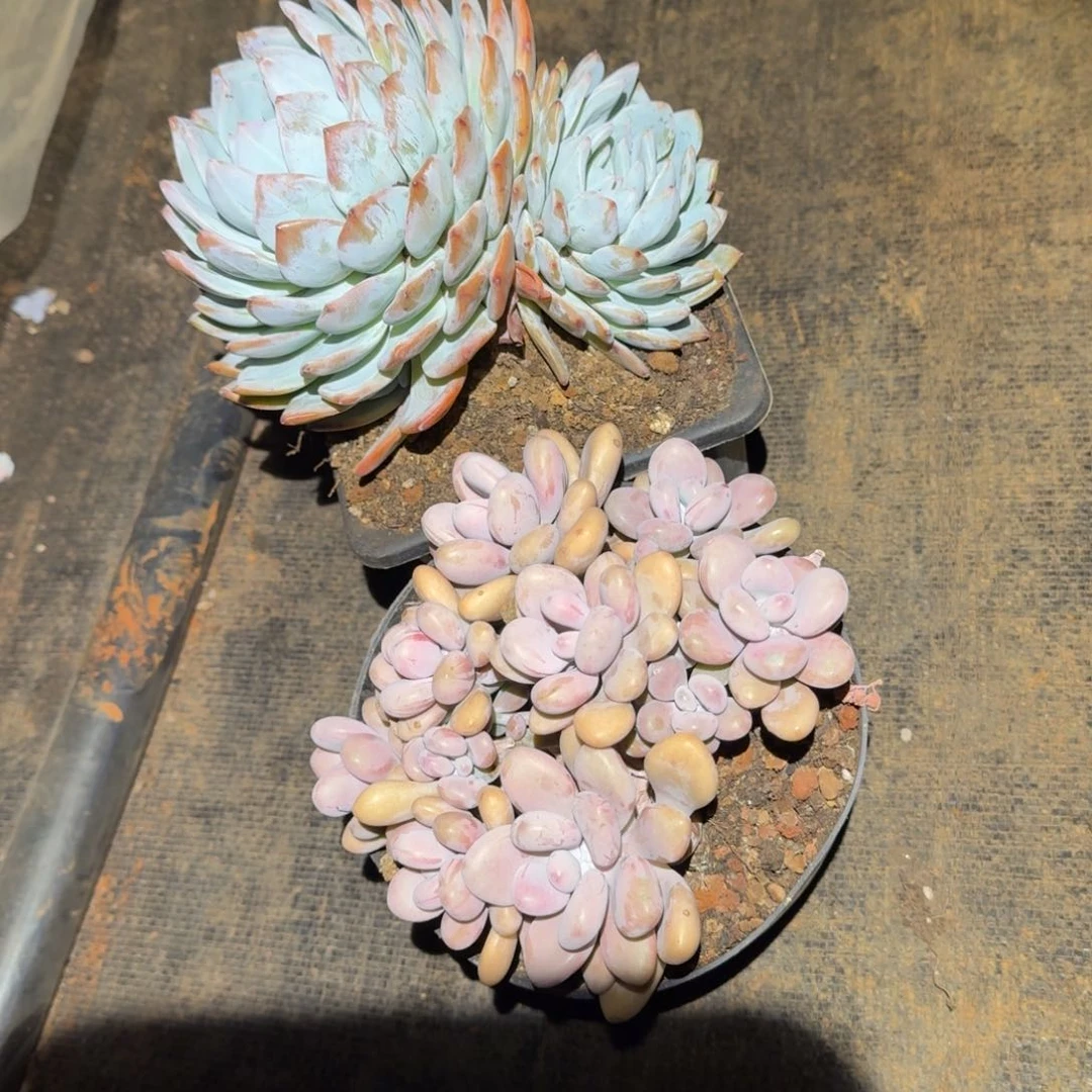 一橙一桃多肉植物