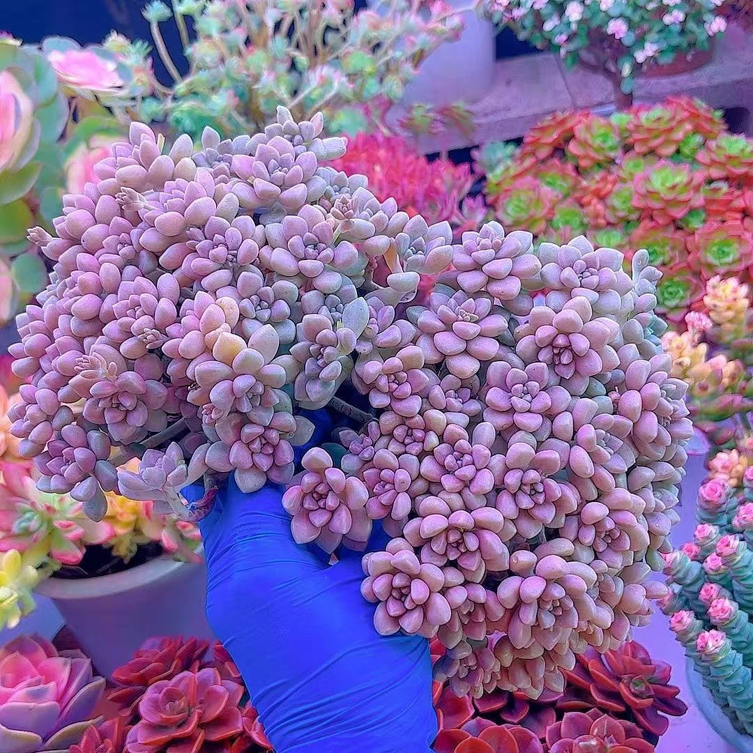 三岁家 丸叶姬秋丽 拍一发二 繁殖快 多肉植物