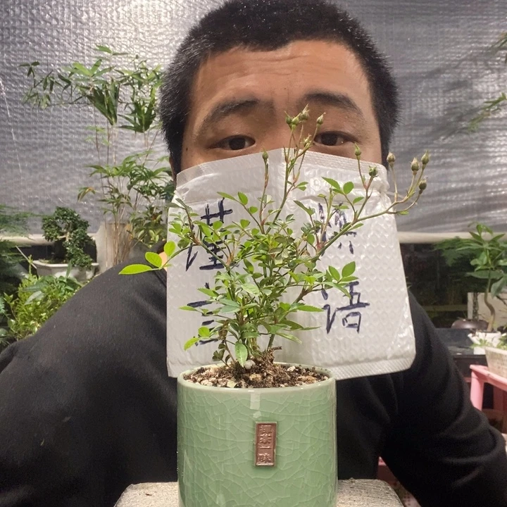 *****以实际为准盆景绿植盆栽68