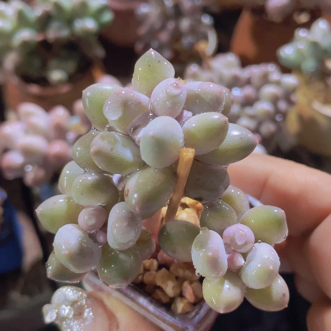 溜溜球 4头多肉植物的