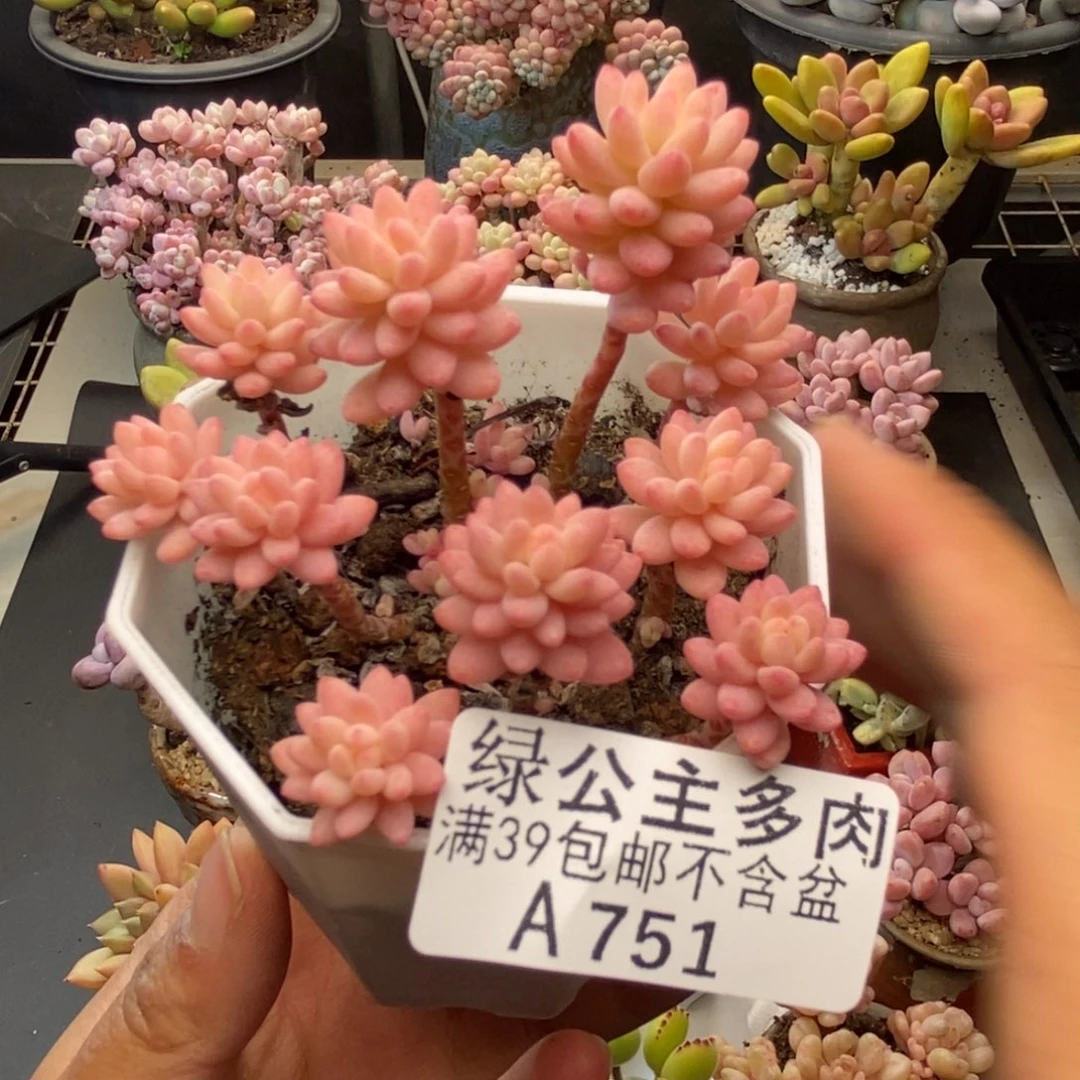 751花团锦多肉不包整