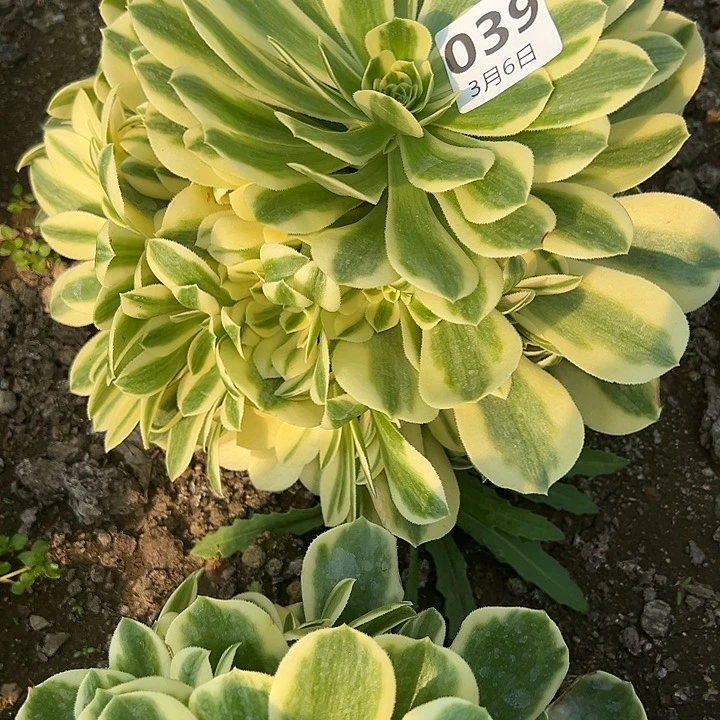 3.6-39迈巴赫多肉植物3