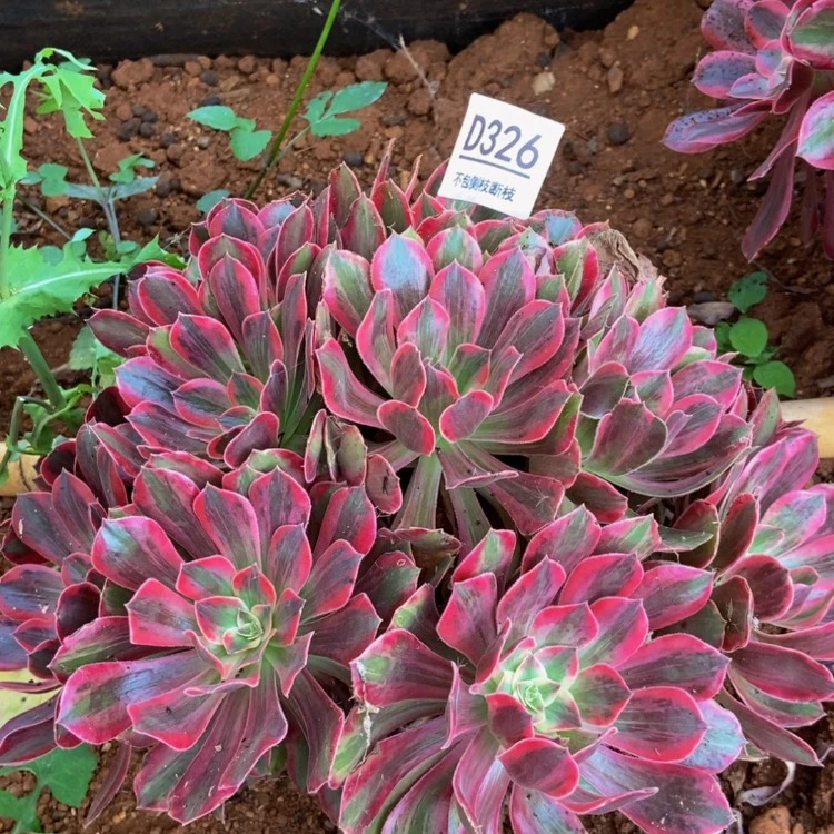 【闪购商品】326浣纱多肉