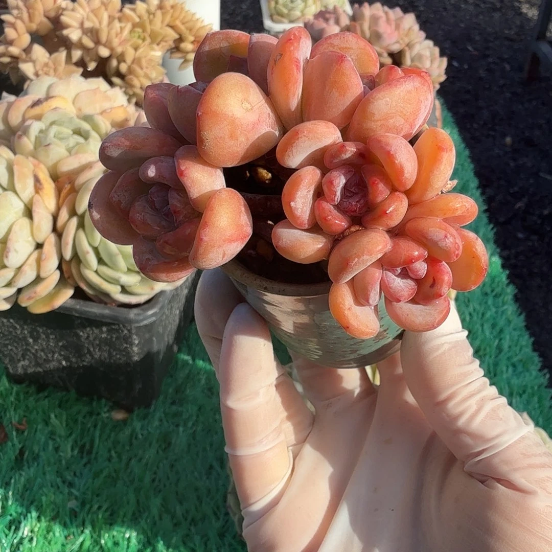 星星雪朵朵树包邮