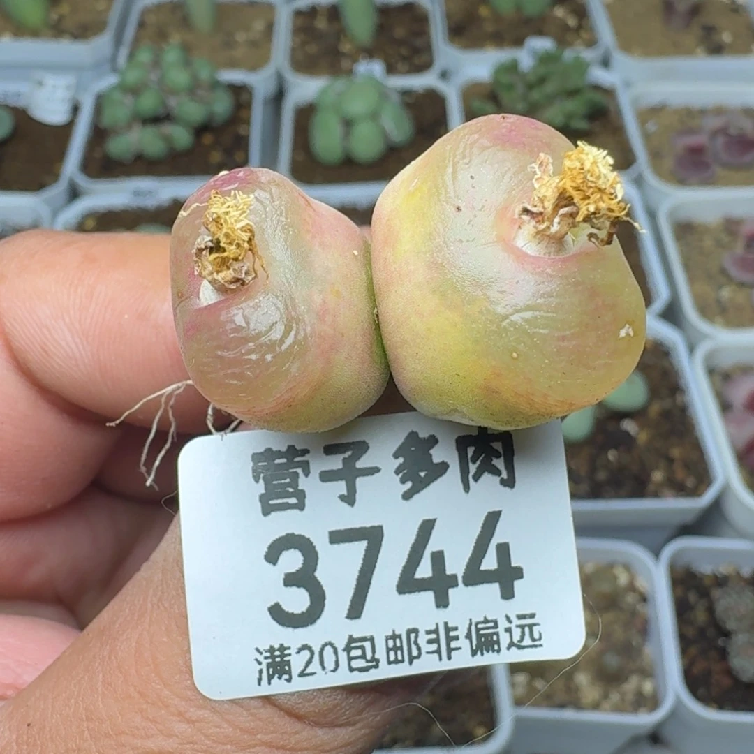 冰魄双头