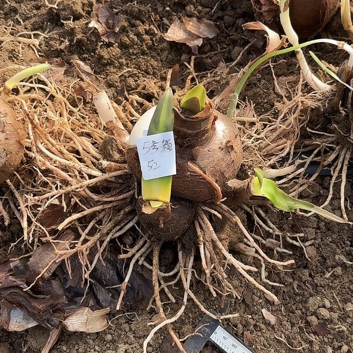 杂交白肋5号开花无售后