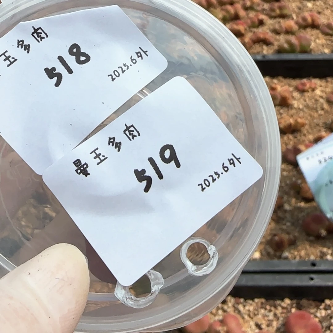 菜**菜多肉多肉多肉6.5-519补差