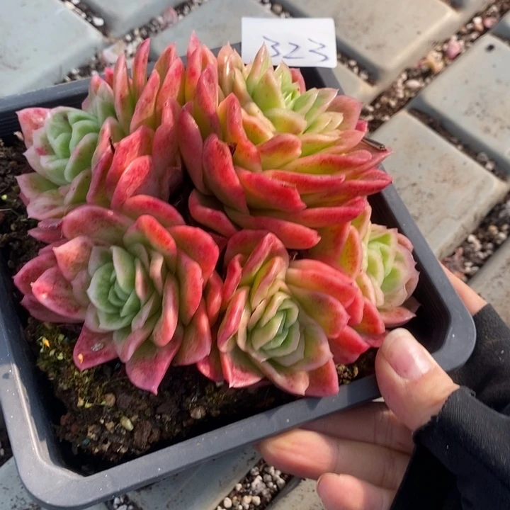 用***4323 多肉植物盆栽花卉