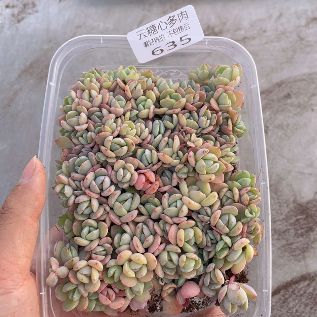 云糖心多肉植物635
