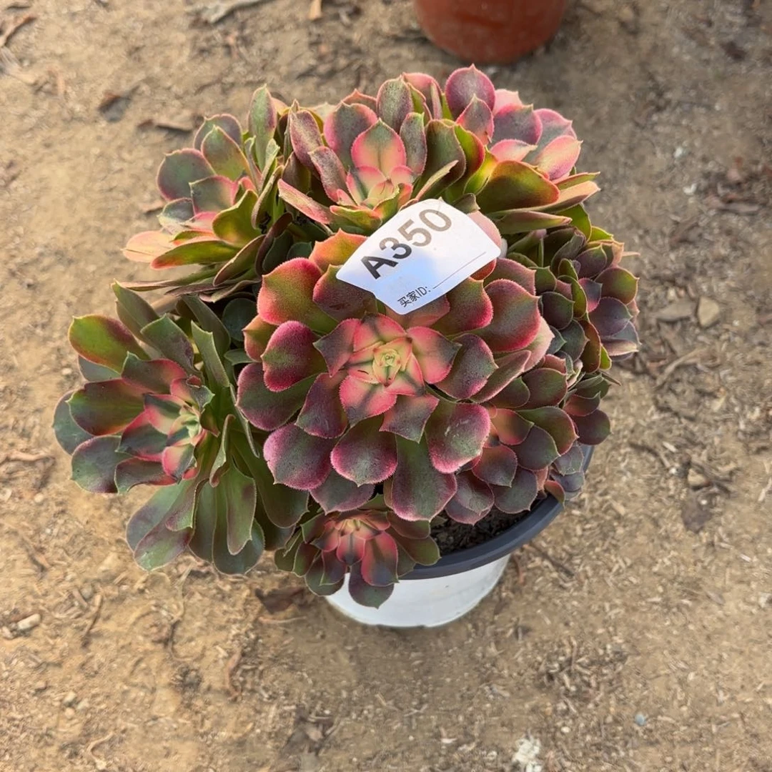 香妃丛林断枝不包350