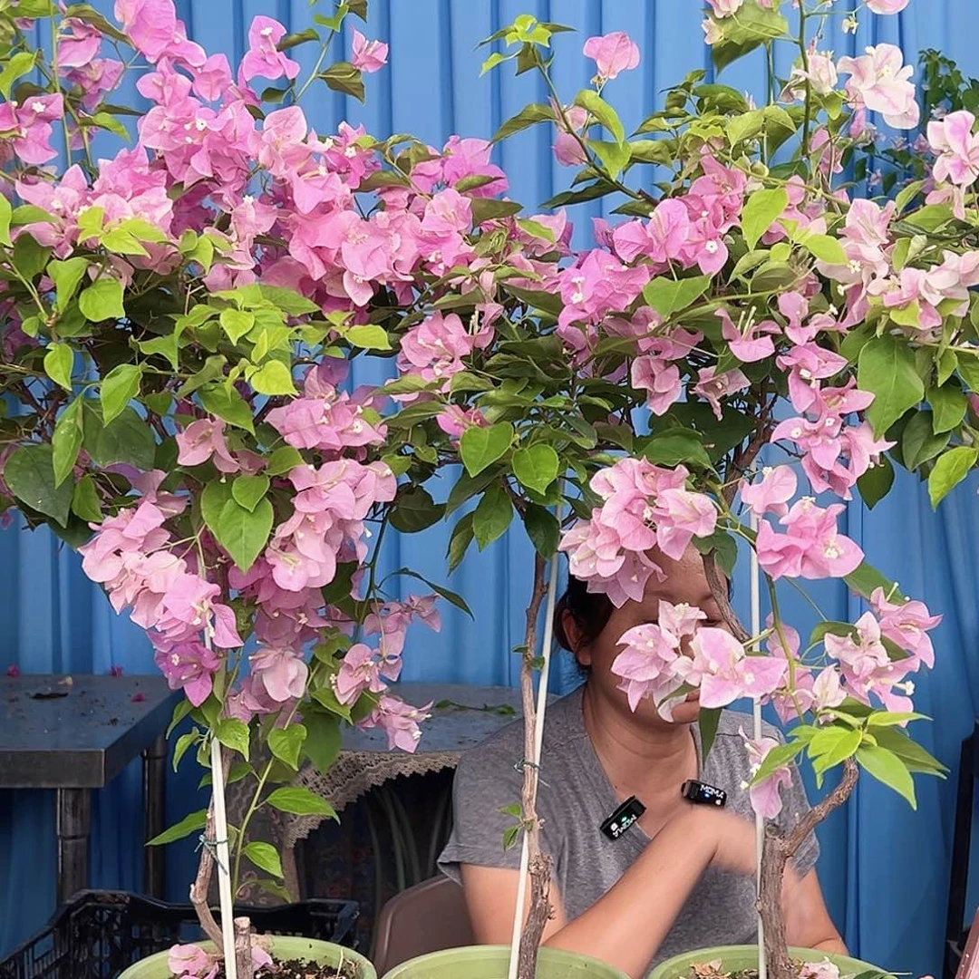 大部分开放少量花苞广红英原生棒棒糖一颗，绿盆的