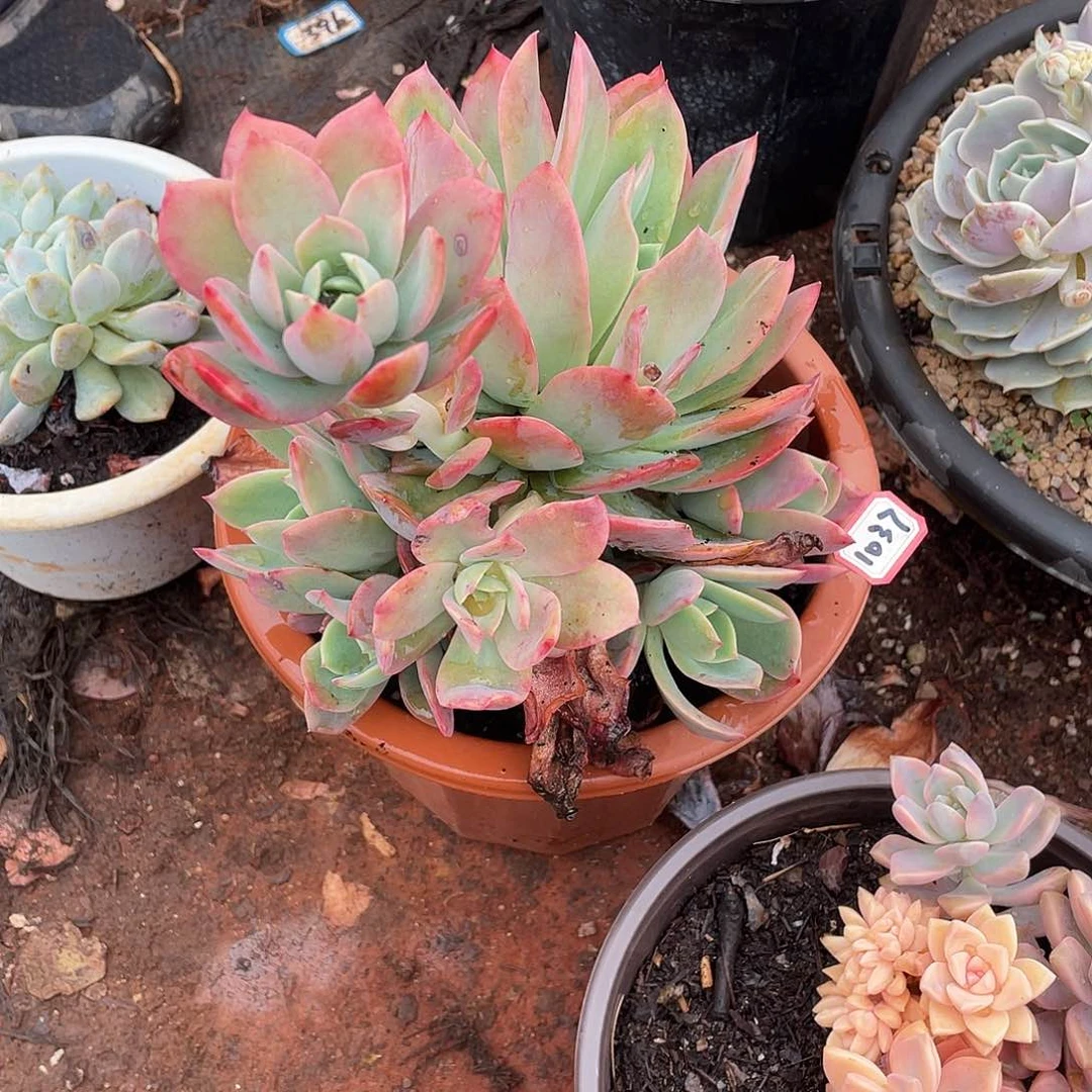 1037绮罗 一物一拍多肉