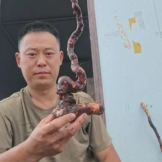 老***8无花朵盆景素材拍贵