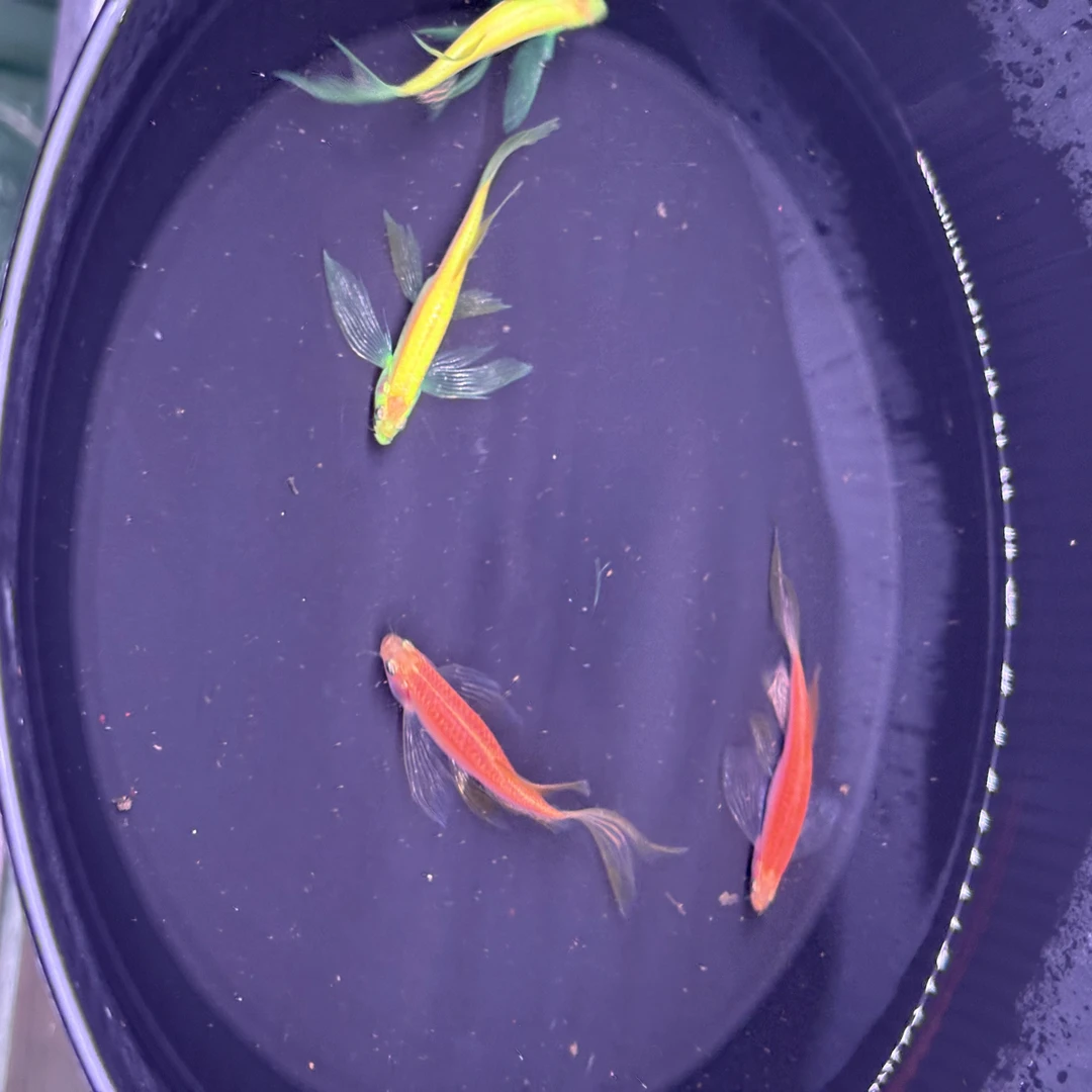 苹果红蝶翼斑马鱼热带淡水观赏鱼活体好养活小型宠物鱼