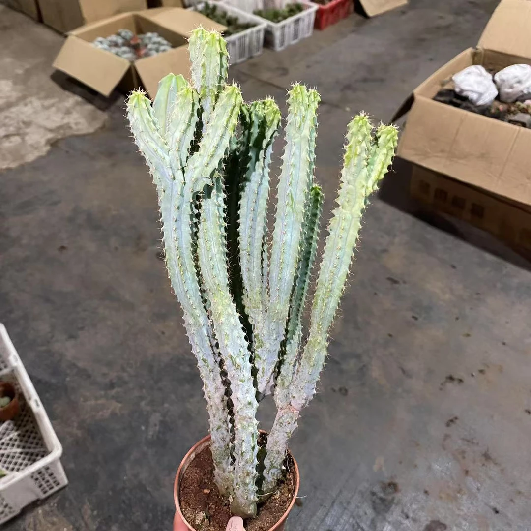 泰隆木仙人球植物漳州基地直发货 新手好养 室内外