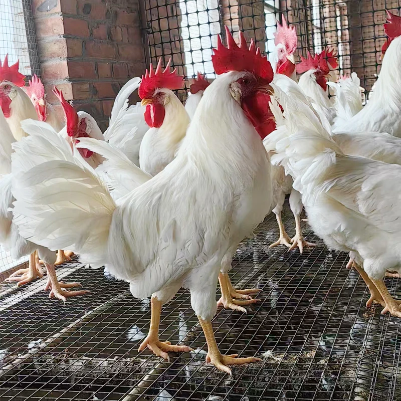 农家散养纯白无杂毛白公鸡 肉质紧实包邮
