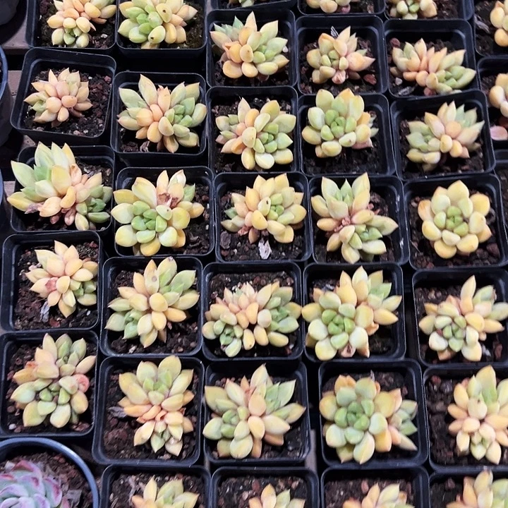 双头  黄金  象牙