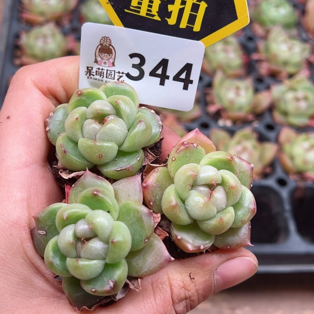 多肉植物多肉植物